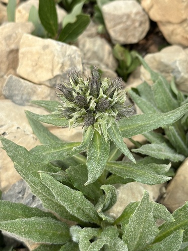 Image of Saussurea nuda by no rights reserved