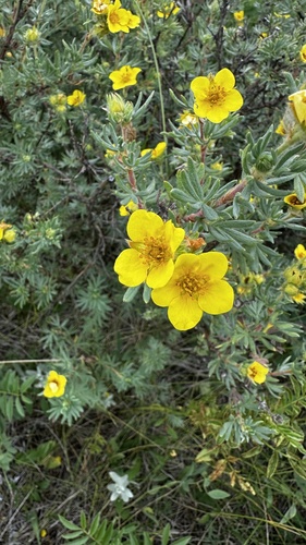 shrubby cinquefoil