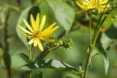 Silphium asteriscus