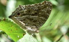 Junonia rhadama