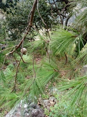Pinus praetermissa
