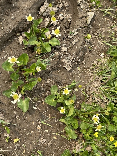 Image of Caltha leptosepala by no rights reserved