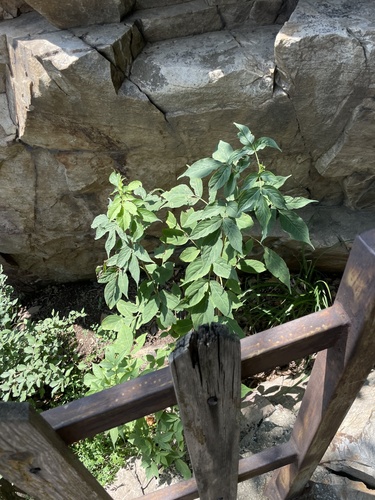 Image of Sambucus williamsii by (c) Jane Charlen, some rights reserved (CC BY)
