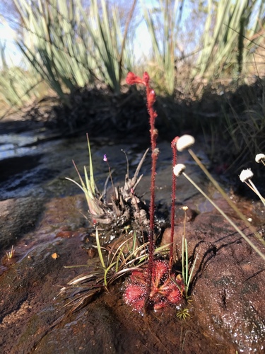 Drosera hirtella (Drosera hirtella)