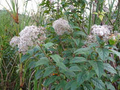 Ageratina ligustrina, photograph (c) Alexis López Hernández, some rights reserved (CC BY)