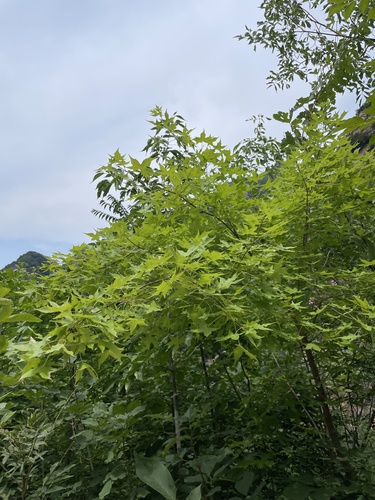 Acer truncatum