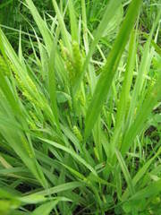 Carex granularis