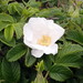 Rugosa Rose - Photo (c) Claire O'Neill, some rights reserved (CC BY-NC), uploaded by Claire O'Neill