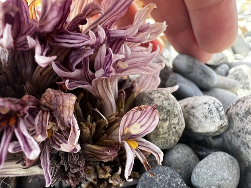 Image of Aphyllon californicum by (c) Aiva Noringseth, some rights reserved (CC BY)
