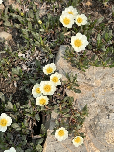 Hooker's eight-petal mountain-avens (Dryas hookeriana)