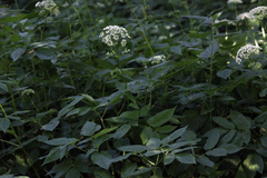 Aegopodium podagraria