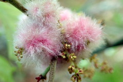 Callirhytis quercusoperator