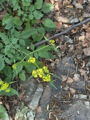 Patrinia heterophylla