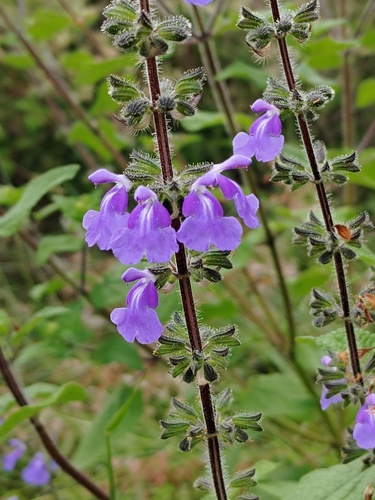 bitter Mexican sage
