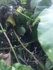 Passiflora adenopoda