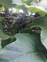 Passiflora adenopoda