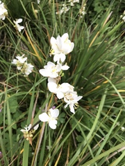 Libertia chilensis
