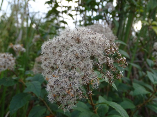 Ageratina ligustrina, photograph 5