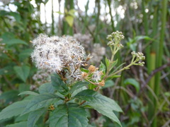 Ageratina ligustrina, photograph (c) Alexis López Hernández, some rights reserved (CC BY)