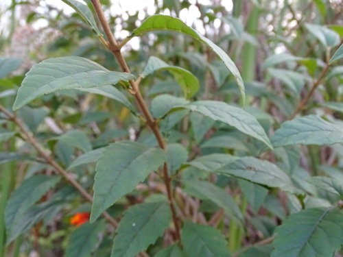 Ageratina ligustrina, photograph 4