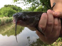 Ameiurus catus