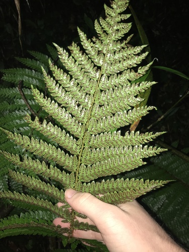 Polystichum polyblepharon