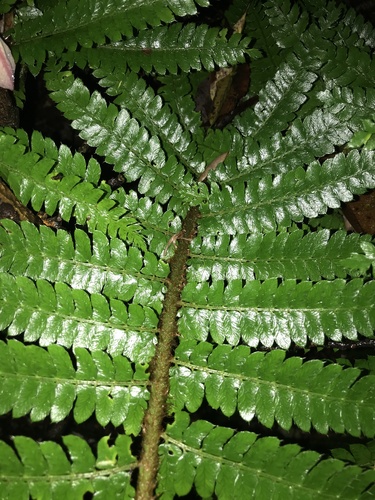 Polystichum polyblepharon