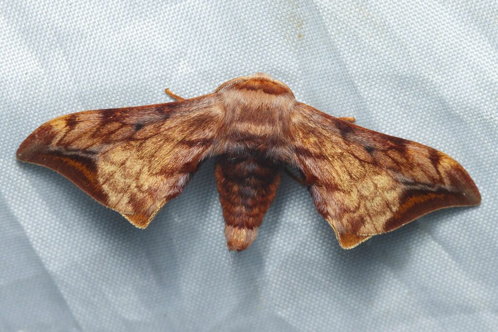 Mustilia undulosa