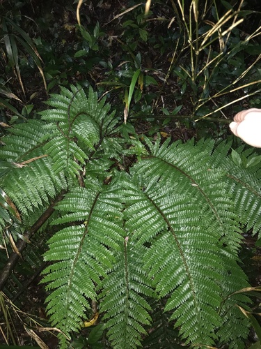 Polystichum polyblepharon