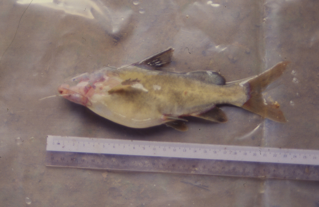 Pseudomystus robustus