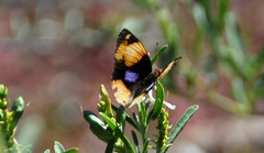 Junonia hierta paris