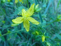 Hypericum formosum