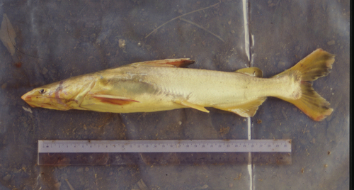 Truncated sea catfish (Cryptarius truncatus) — Ariidae — 2