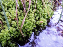 Diobelonella palustris