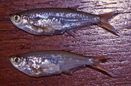 Blue glass barb (Parachela cyanea) — Cyprinidae — 2