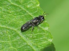 Crossocerus
