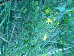 Hypericum formosum