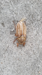 Polyphylla occidentalis