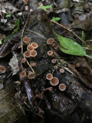 Microstoma floccosum