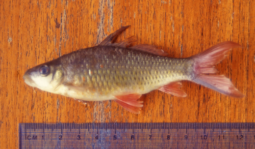 Kahajan bonylip barb (Osteochilus kahajanensis) — Cyprinidae — 2