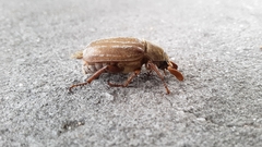 Polyphylla occidentalis