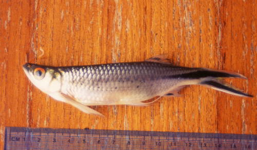 Apollo sharkminnow (Luciosoma trinema) — Cyprinidae — 3