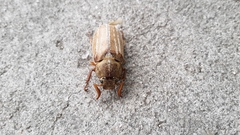 Polyphylla occidentalis