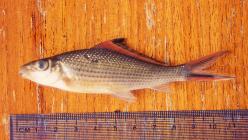 Signal barb (Labiobarbus festivus) — Cyprinidae — 4