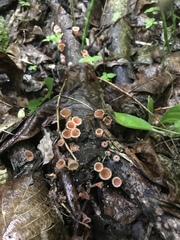 Microstoma floccosum