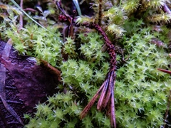 Diobelonella palustris