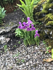 Roscoea