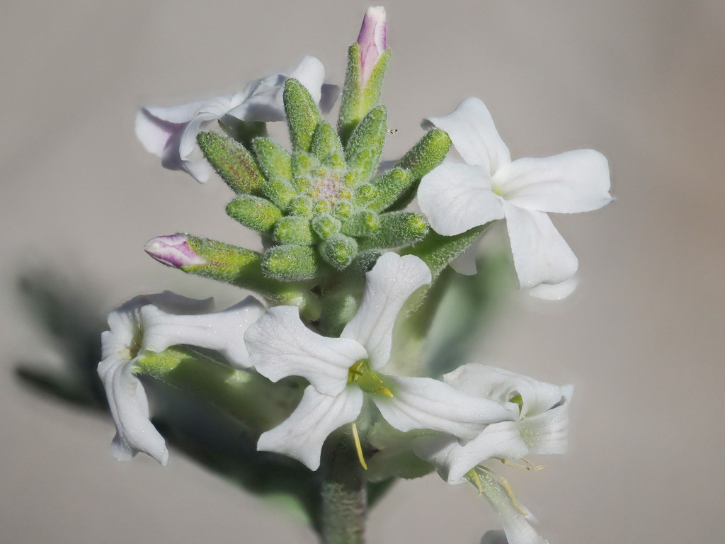 Dithyrea californica