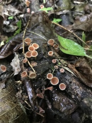 Microstoma floccosum