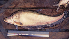 Giant Featherback photo 3